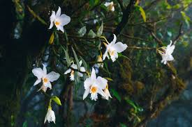 Image result for Orchidaceae