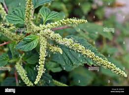 Image result for Amaranthus hybridus