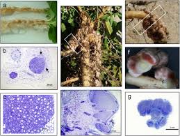 Image result for Lotononis bainesii