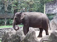 Gambar flora dan fauna di sumatera. Flora Dan Fauna Khas Pulau Sumatera Kaskus