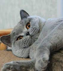 pin by fatoom on animals cats and kittens beautiful cats cute cats