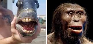 Biblical timeline and population growth after the flood