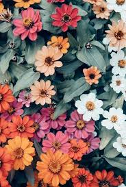 Follow Chelsea Jean For More Beautiful Content Inspiration Chelsea Jean Presets Www Chelseajean C Flower Phone Wallpaper Flower Aesthetic Flower Wallpaper