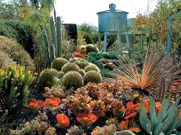 Pacific Horticulture Society A Cactus Garden Takes Shape Planting Succulents Succulent Landscaping Cactus Garden Design