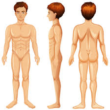 Human male body 3d model. Man Body Front Side And Back Download Free Vectors Clipart Graphics Vector Art