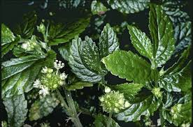 Image result for Elatostema monticola