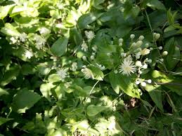 Image result for Clematis uhehensis