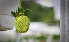 As you take a trip to cameron highlands, you will stumble upon waterfalls, plantations, farms, gardens, forests lands and water bodies. Things To Do In Cameron Highlands Attractions Places Cari Homestay