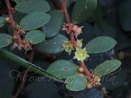 Image result for Bridelia ripicola