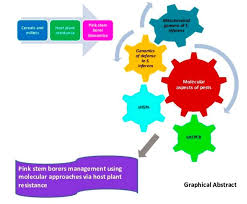 Host plant resistance and biological control are two of the key pillars of integrated pest management; Agronomy Free Full Text An Overview Of The Bionomics Host Plant Resistance And Molecular Perspectives Of Sesamia Inferens Walker In Cereals And Millets