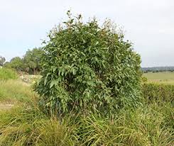 Image result for Eucalyptus citriodora