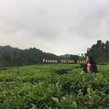 Facebook/epicalyptic) gajah secara umum bersifat matriakal dengan betina tertua dan paling bijaksana menjadi pemimpin kelompok. Pesona Gunung Gambir Kebun Teh Dengan Alam Yang Mempesona Yang Menyejukkan Mata Photo De Jember East Java Tripadvisor