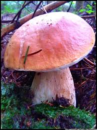 We did not find results for: Grzyby Fungi Of Poland Mushrooms Grzyby Jadalne Grzyby Trujace Borowik Prawdziwek Prawdziwki Boletus Borowik Szlache Mushroom Fungi Stuffed Mushrooms Bird Bath