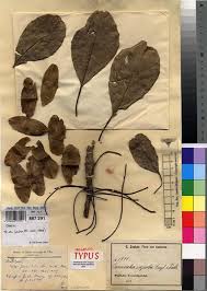 Image result for Terminalia superba