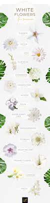 Fill in any bouquet with white flowers for a well rounded presentation. 40 Types Of White Flowers Ftd Com