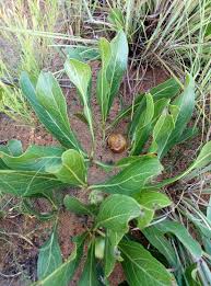 Image result for Parinari capensis