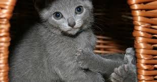 General appearance of russian blue cats. Russian Blue Cat Price How Much Do Russian Blue Kittens Cost Russian Blue Kitten Russian Blue Cat Russian Blue