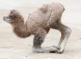 ★ camel is one of those animals who camels are known for their stubborn and crabbish personalities, but consider this: The Top 10 Mammals With The Longest Gestation Periods