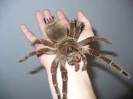 The physical makeup of camel spiders might appear like a mutant spider as they are a cross of a spider, a the body itself and its head are the same as any other spiders but with a powerful pincer attached to their heads. Goliath Birdeater Google Search Big Spiders Large Spiders Spider