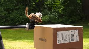 Best diy squirrel trap from squirrel trap caught 9 squirrels. Top 5 Best Chipmunk Traps 2021 Review Pest Strategies