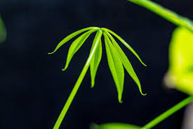 Image result for pachira obrázek