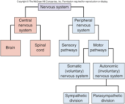 The two types of nerves have. The Nervous System Diagram Of The Divisions Of The Nervous System Diagram Quizlet