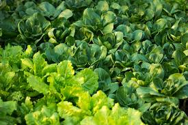 Hot weather turns kale bitter. Best Vegetables To Grow In The Shade Mother Earth News