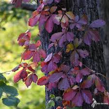 Image result for Parthenocissus quinquefolia