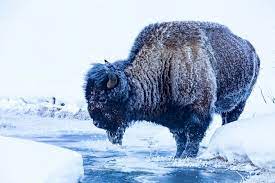 On march 1, 1872, yellowstone became the first national park for all to enjoy the unique hydrothermal and geologic wonders. A Handy Guide To Yellowstone Winter Tours Jackson Hole Safaris
