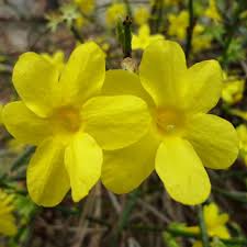There are 14664 white winter flowers for sale on etsy, and they cost $35.40 on average. National Plant Network 2 5 Qt Winter Jasmine Flowering Shrub With Yellow Flowers Hd7174 The Home Depot