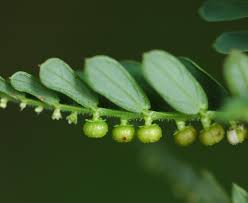 Image result for Phyllanthus
