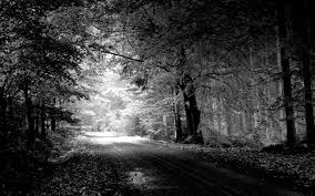 Best Black And White Nature Photos Download Best Black And White Streat Nature Wallpaper Pictures Desktop Photography Black And White Wallpaper White Wallpaper