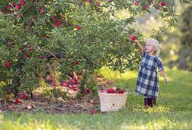 Best Places To Go Apple Picking With Kids Near Boston Mommy Poppins Things To Do With Kids Apple Orchard Photography Apple Picking Pictures Apple Picking Photography