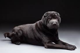 Tv i dag, i morgen og de næste 7 dage for alle kanaler i danmark. Shar Pei Faltenhund Charakter Bilder Und Infos Hunderasse S