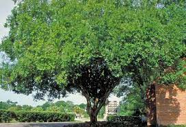 We did not find results for: Enh 810 St653 Ulmus Parvifolia Drake Drake Chinese Elm