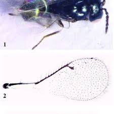 Image result for Microchloa indica