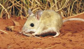Based on their markings, you can pick one of the many pet mice varieties such as the berkshire, which has a white underbody, or the hooded mouse, which as the name suggests, has a coloured patch on its head running all the way down its neck. 8 Adorable Aussie Desert Dwellers Australian Geographic