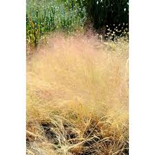 Image result for Agrostis products