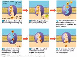 Picture Of Sodium Potassium Pump Capitulos De Biologia Cuestiones Resueltas Pagina 38 In 2020 Sodium Potassium Pump Membrane Structure Cell Membrane Structure