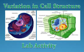 We did not find results for: Variation In Cell Structure Lab Activity Teaching Resources