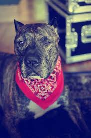Bullysmiles Kc With Bandana By Chelseatatum On Flickr Pitbulls Dog Breeds Canine Pet Dogs Pitbull Puppy Pitbull Dog Pitbull Breeds Red Nose Pitbull P