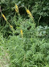 Image result for Agrimonia