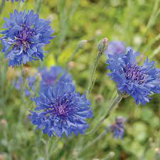 Blue Boy Bachelor S Buttons Bachelor Button Flowers Bachelor Buttons Flower Seeds