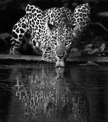 Funny Wildlife Photography Nature Animals African Wildlife Photography Jaguar Pictures