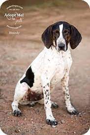 Pin On Coon Pointers