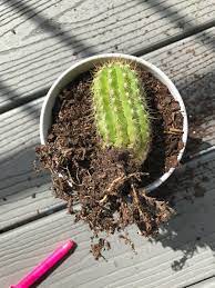 How does a cactus live without water? Is My Cactus Still Alive Cacti