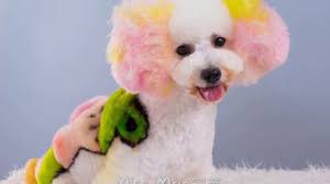 Speak to a stylist to find out what level your hair color is. Create Your Own Opawz Pet Hair Dye Colors Youtube