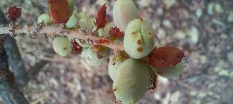 Image result for Lannea discolor