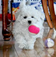 Shichon, teddy bear dog, fuzzy wuzzy puppy, chacy ranior Bichon Frise And Teddy Bear Puppies Home Facebook