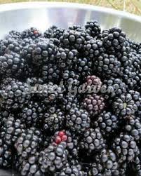 Mur Himalaya Rubus Frut Himalaya Sweet Garden Garden Fruit Sweet